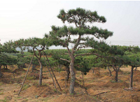 造型松日常如何進行養護